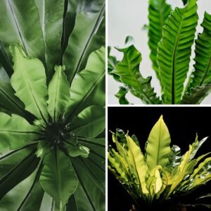 KARIKAR Bird’s Nest Grafted Live Fern Plant for Home Indoor, Office, Balcony & Garden Decoration