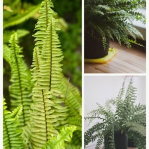 KARIKAR Boston Grafted Live Fern Plant for Home Indoor, Office, Balcony & Garden Decor