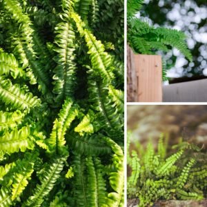 KARIKAR Button Fern Grafted Live Fern Plant for Home Indoor, Balcony, Office & Garden Decor