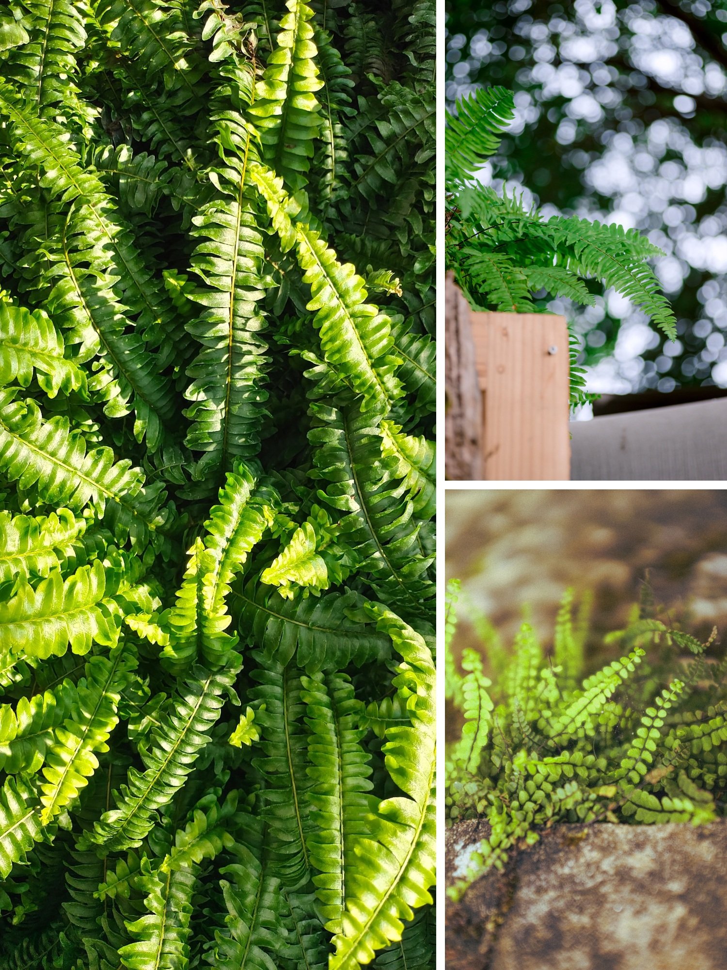 KARIKAR Button Fern Grafted Live Fern Plant for Home Indoor, Balcony, Office & Garden Decor