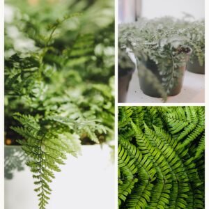 KARIKAR Cotton Candy Fern Grafted Live Fern Plant for Home Indoor, Office, Balcony & Garden Decoration