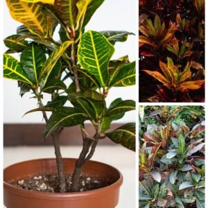 KARIKAR Multicoloured Croton Grafted Live Fern Plant for Home Indoor, Balcony & Garden Decor