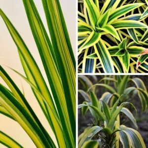 KARIKAR Dracaena Reflexa Grafted Live Fern Plant for Home Indoor, Office, Balcony & Garden Decor