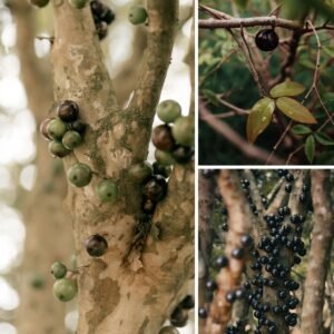 KARIKAR Jaboticaba Grafted Live Plant,Brazilian Grape Tree Plant for Home Garden