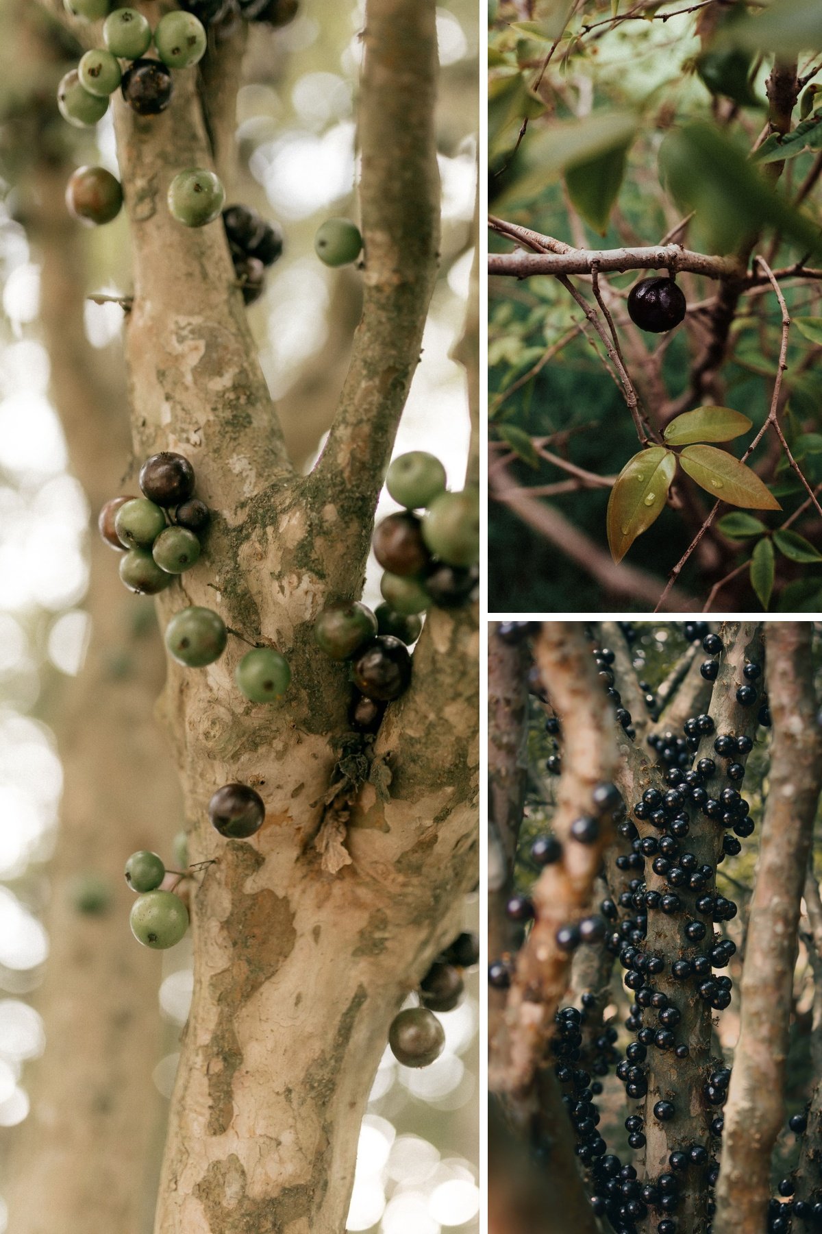 KARIKAR Jaboticaba Grafted Live Plant,Brazilian Grape Tree Plant for Home Garden