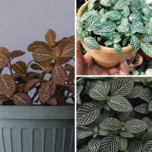 KARIKAR Fittonia Grafted Live Fern Plant for Home Indoor, Office, Desk & Terrarium Decoration