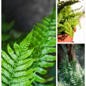 KARIKAR Fluffy Ruffle Grafted Live Fern Plant for Home Indoor, Office, Balcony & Garden Decoration