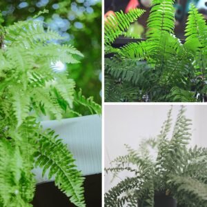 KARIKAR Golden Boston Fern Grafted Live Fern Plant for Home Indoor, Office, Balcony & Garden Decoration