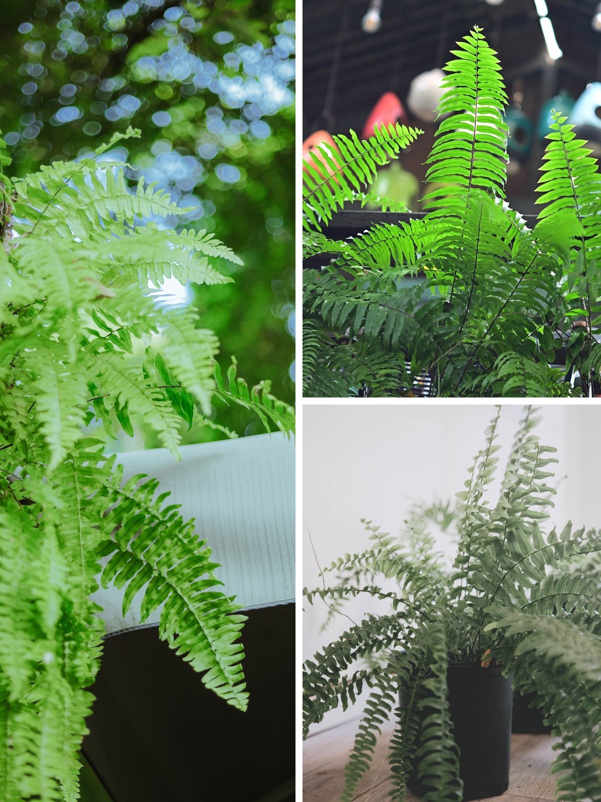 KARIKAR Golden Boston Fern Grafted Live Fern Plant for Home Indoor, Office, Balcony & Garden Decoration