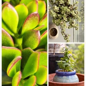 KARIKAR Jade Grafted Live Fern Plant for Home Indoor, Office, Balcony & Garden Decoration