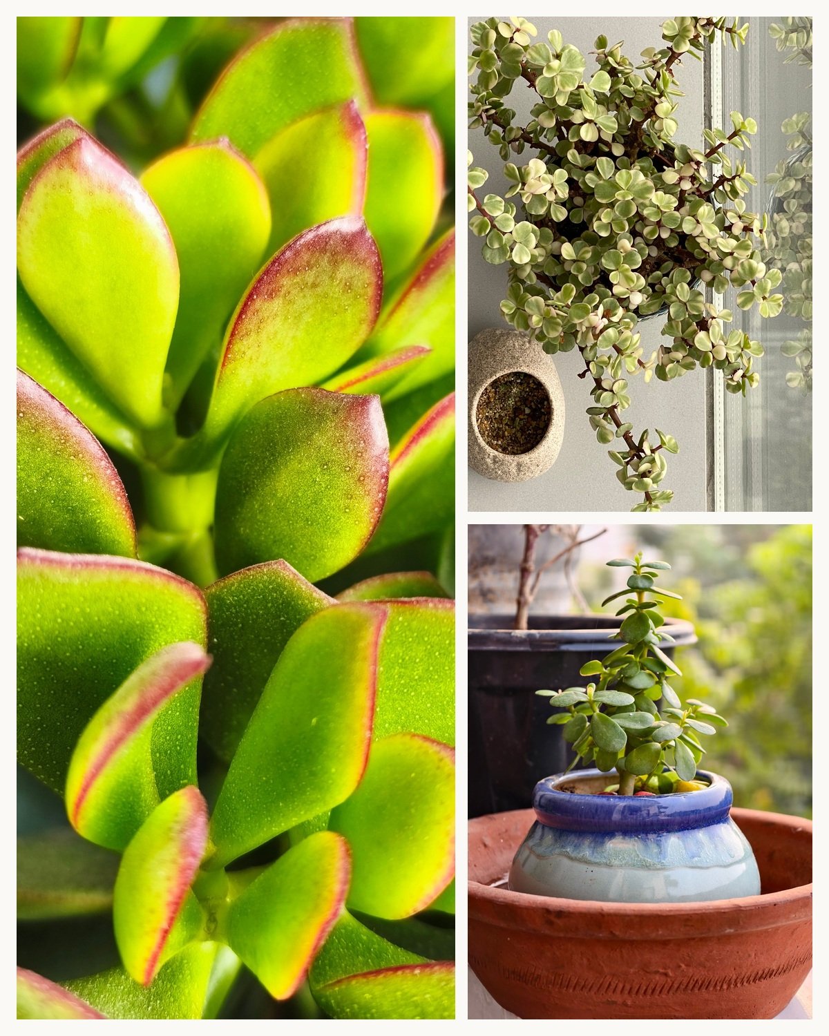 KARIKAR Jade Grafted Live Fern Plant for Home Indoor, Office, Balcony & Garden Decoration