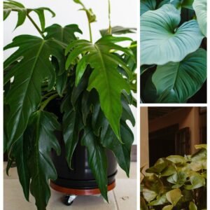 KARIKAR Philodendron Grafted Live Fern Plant for Home Indoor, Office, Balcony & Garden Decoration