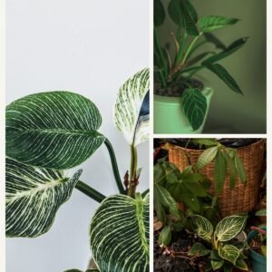 KARIKAR Philodendron Birkin Grafted Live Fern Plant for Home, Office, Balcony & Indoor Garden Decoration