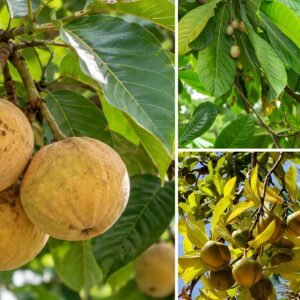 KARIKAR Santol Grafted Live Plant, Santol Tree Plant for Home Garden