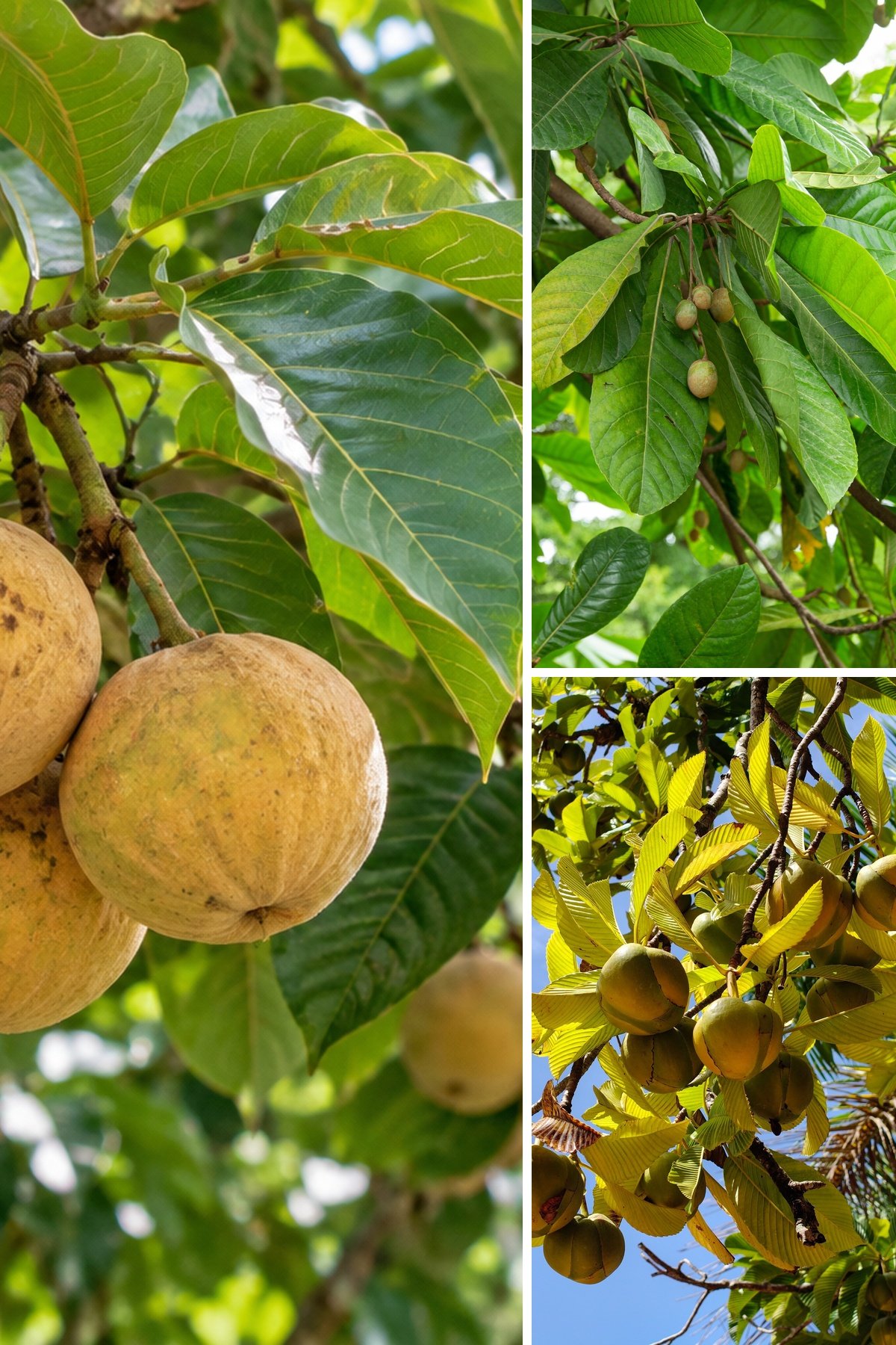KARIKAR Santol Grafted Live Plant, Santol Tree Plant for Home Garden