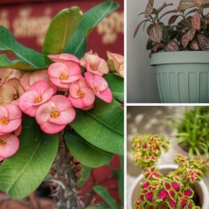KARIKAR Pink Lady Grafted Live Fern Plant for Home Garden, Balcony & Indoor Decoration