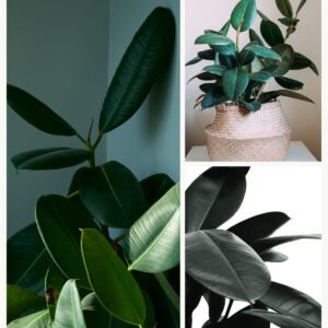 KARIKAR Rubber Plant Grafted Live Fern Plant for Home, Office, Balcony & Interior Decoration