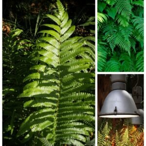 KARIKAR Silver Fern Grafted Live Fern Plant for Home Garden, Balcony, Terrace & Indoor Decoration