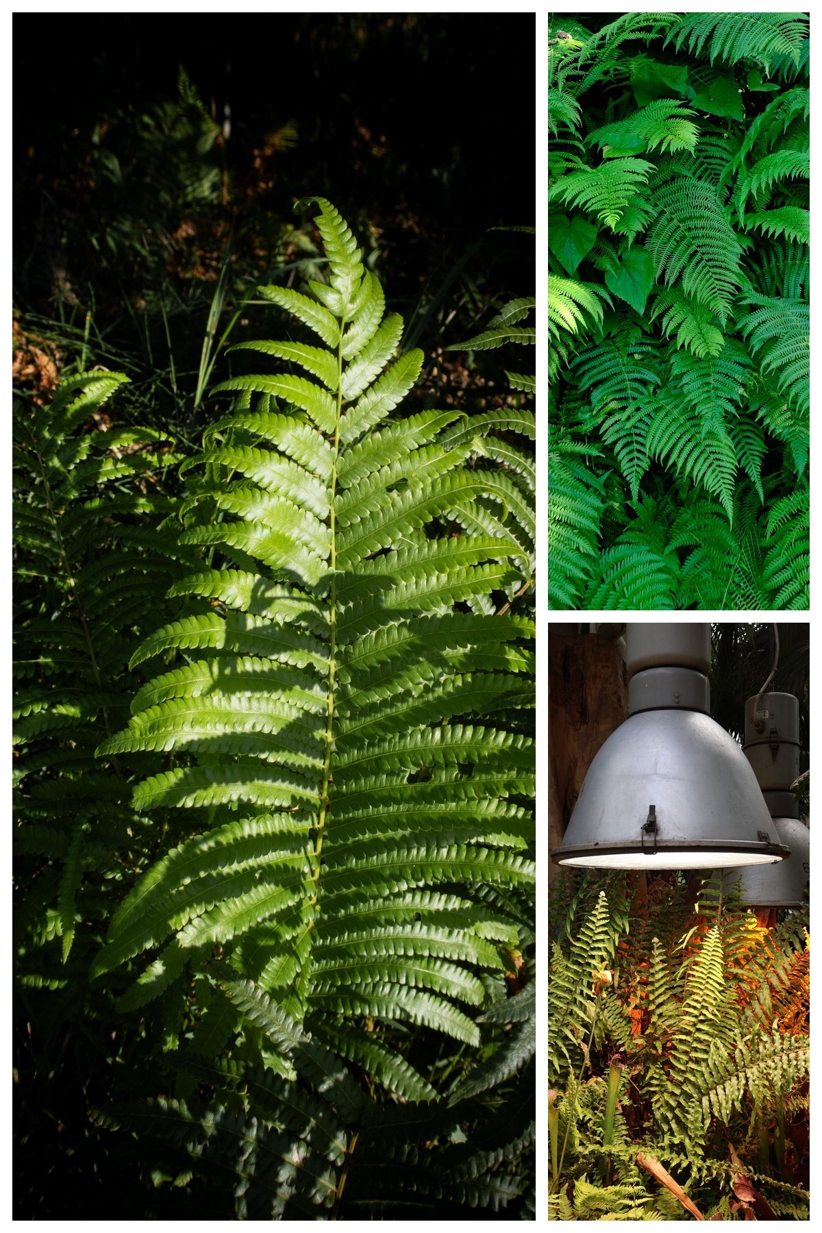 KARIKAR Silver Fern Grafted Live Fern Plant for Home Garden, Balcony, Terrace & Indoor Decoration