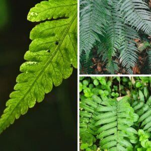 KARIKAR Silver Lady Grafted Live Fern Plant for Home Garden, Balcony, Terrace & Indoor Decoration