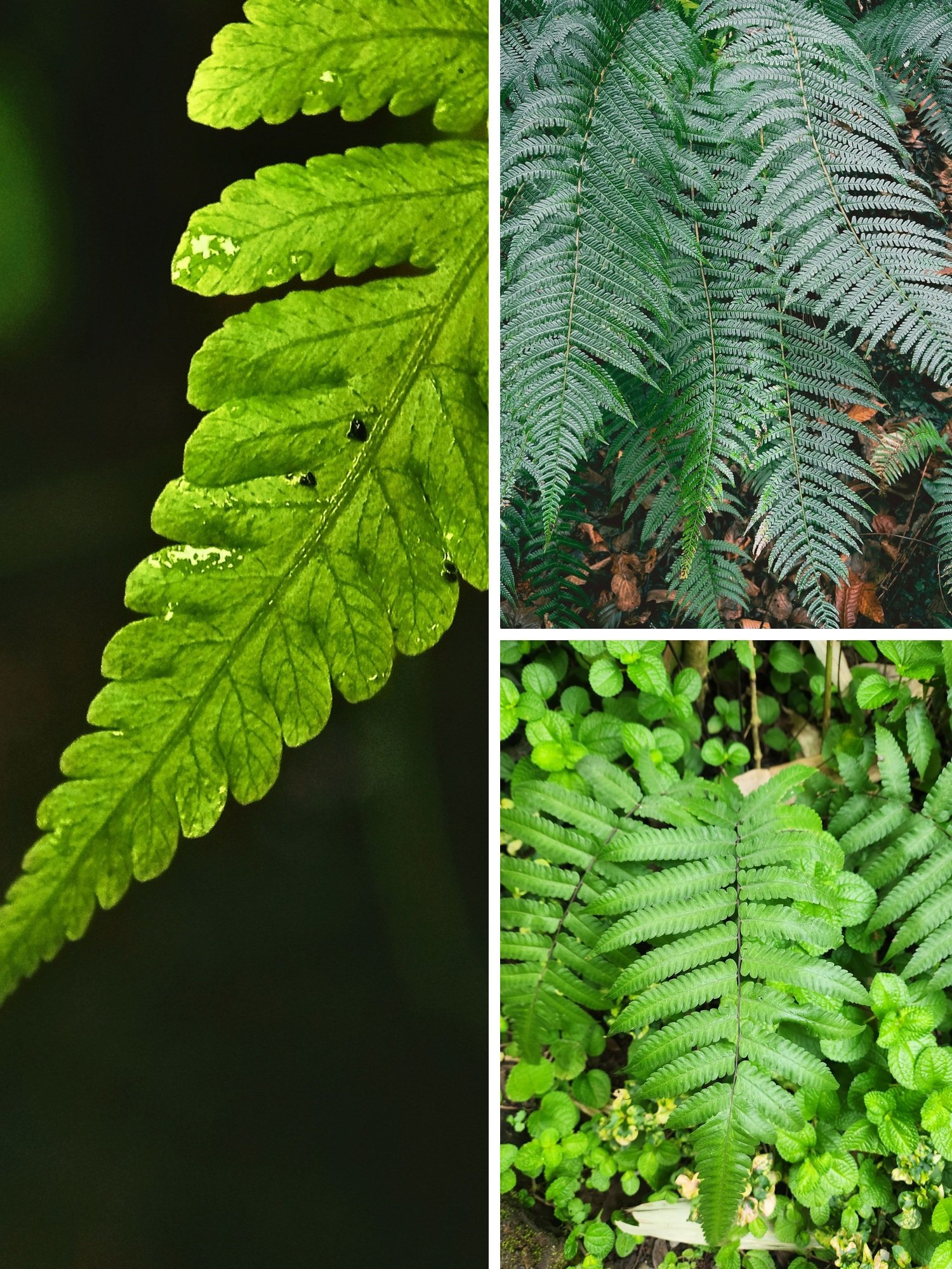 KARIKAR Silver Lady Grafted Live Fern Plant for Home Garden, Balcony, Terrace & Indoor Decoration