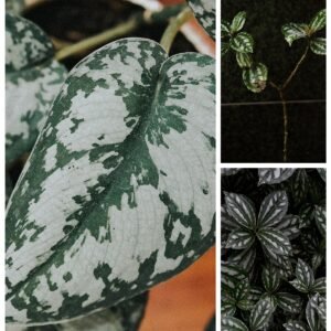 KARIKAR Silver Money Grafted Live Fern Plant for Home Indoor & Office Decoration