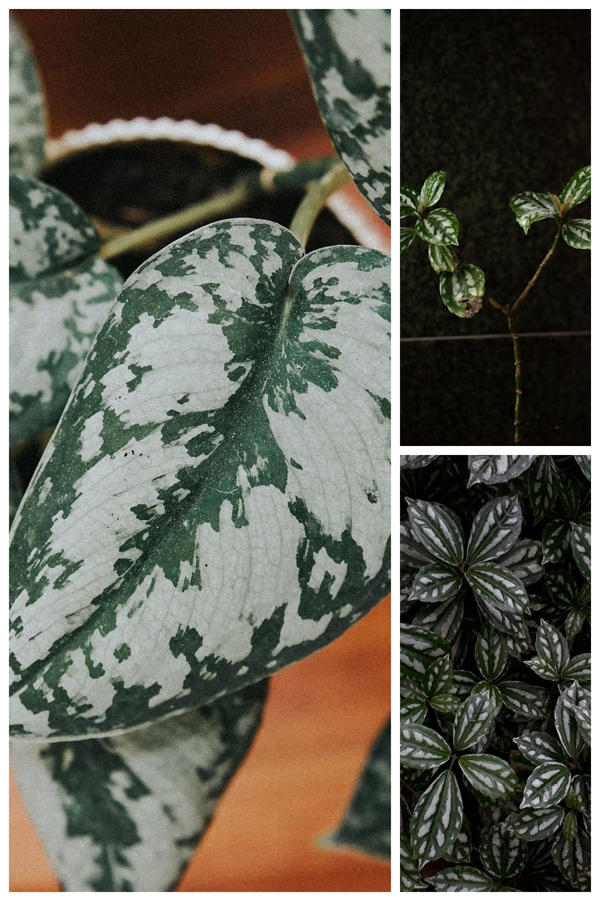 KARIKAR Silver Money Grafted Live Fern Plant for Home Indoor & Office Decoration