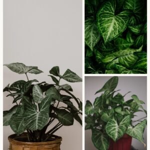KARIKAR Syngonium Grafted Live Fern Plant for Indoor Home, Balcony & Garden Decoration