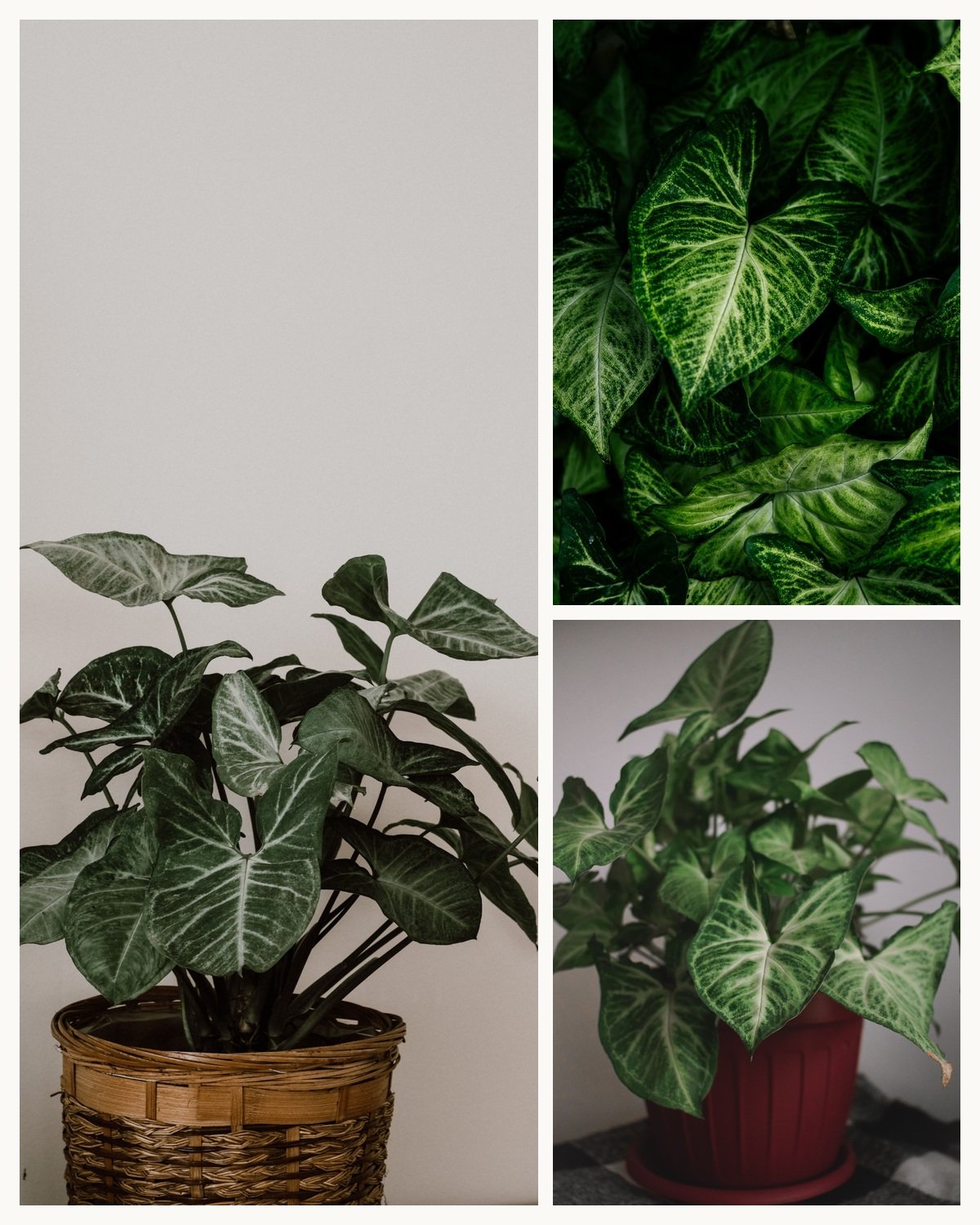KARIKAR Syngonium Grafted Live Fern Plant for Indoor Home, Balcony & Garden Decoration