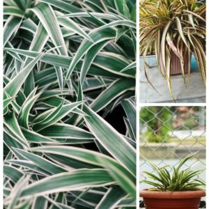 KARIKAR Vittatum Spider Grafted Live Fern Plant for Home, Balcony, Garden & Office Decoration