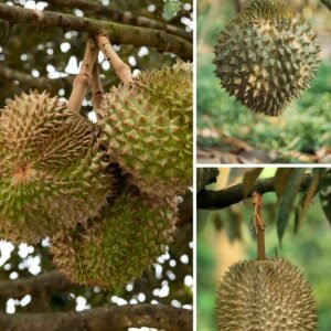 KARIKAR Durian Grafted Live Plant, Healthy Durian Plant for Home Garden