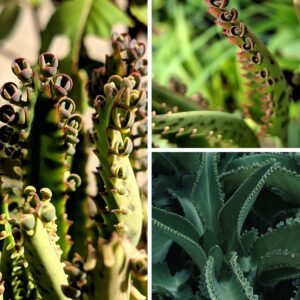 KARIKAR Devil's Backbone Grafted Live Succulent Plant for Home Indoor, Garden and Office Décor