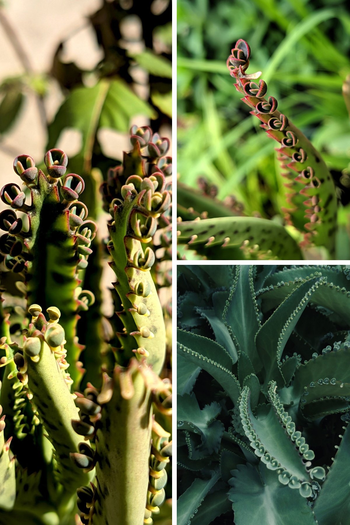 KARIKAR Devil's Backbone Grafted Live Succulent Plant for Home Indoor, Garden and Office Décor