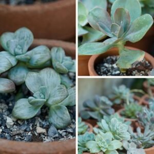 KARIKAR Live Grafted Mixed Succulent Plant for Home Indoor, Office, Balcony and Garden Décor