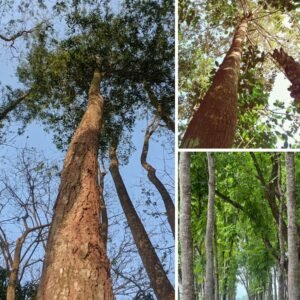 KARIKAR Sandalwood(Chandan) Grafted Live Plant, Sandalwood(Chandan) Tree Plant for Home Garden