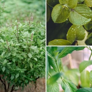 KARIKAR Tulsi (Camphor Basil) Grafted Live Plant, Aromatic Green Herbal Plant for Home Garden