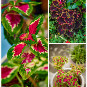 KARIKAR Coleus Grafted Live Succulent Plant for Home Indoor, Garden and Office Décor