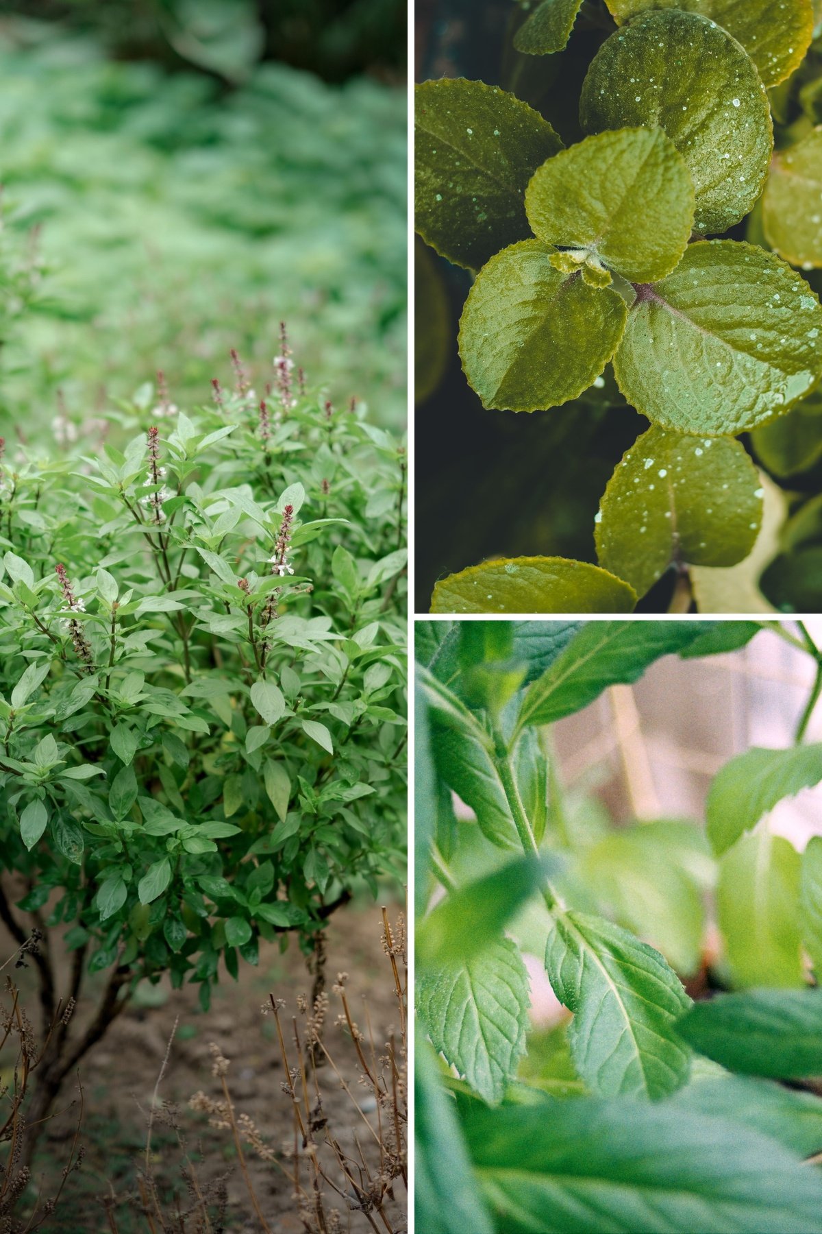 KARIKAR Tulsi (Camphor Basil) Grafted Live Plant, Aromatic Green Herbal Plant for Home Garden