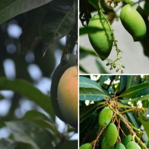 KARIKAR Green Chausa Mango Grafted Live Plant – Healthy Mango Fruit Tree for Home Garden