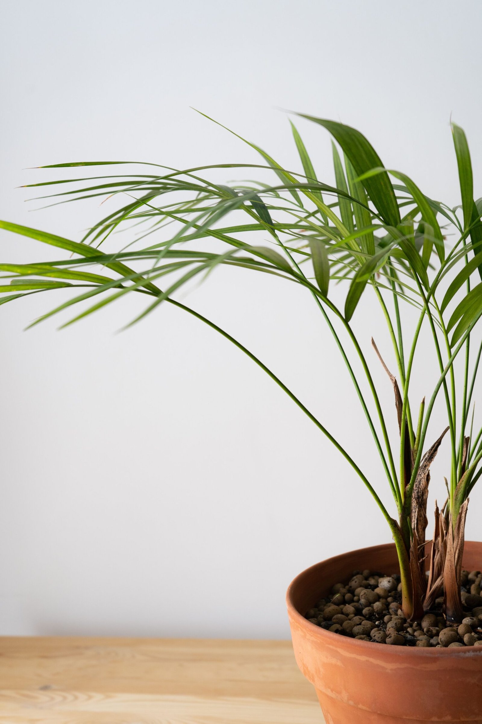 KARIKAR Areca Palm Grafted Live Fern Plant for Home Indoor, Office, Balcony & Garden Decoration - Image 2