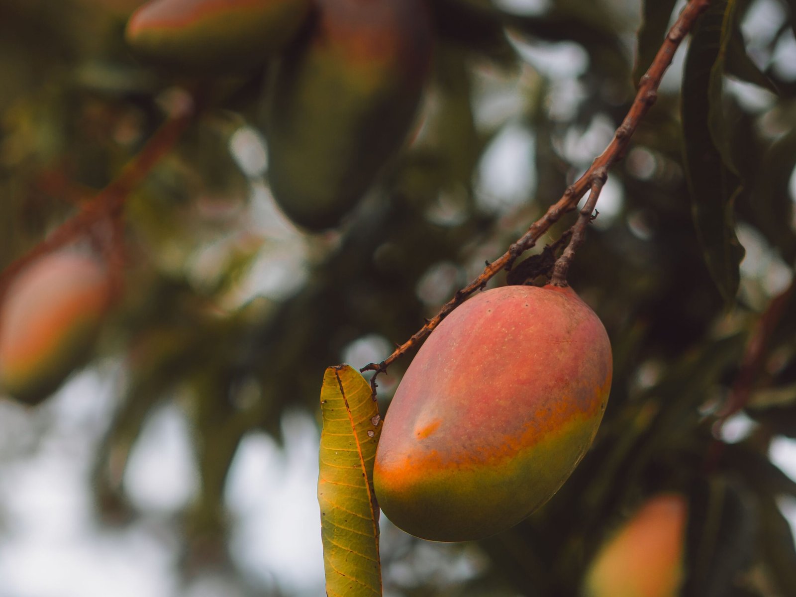 KARIKAR Kasturi Mango Grafted Live Fruit Plant – Healthy Mango Tree Plant for Home Garden - Image 2