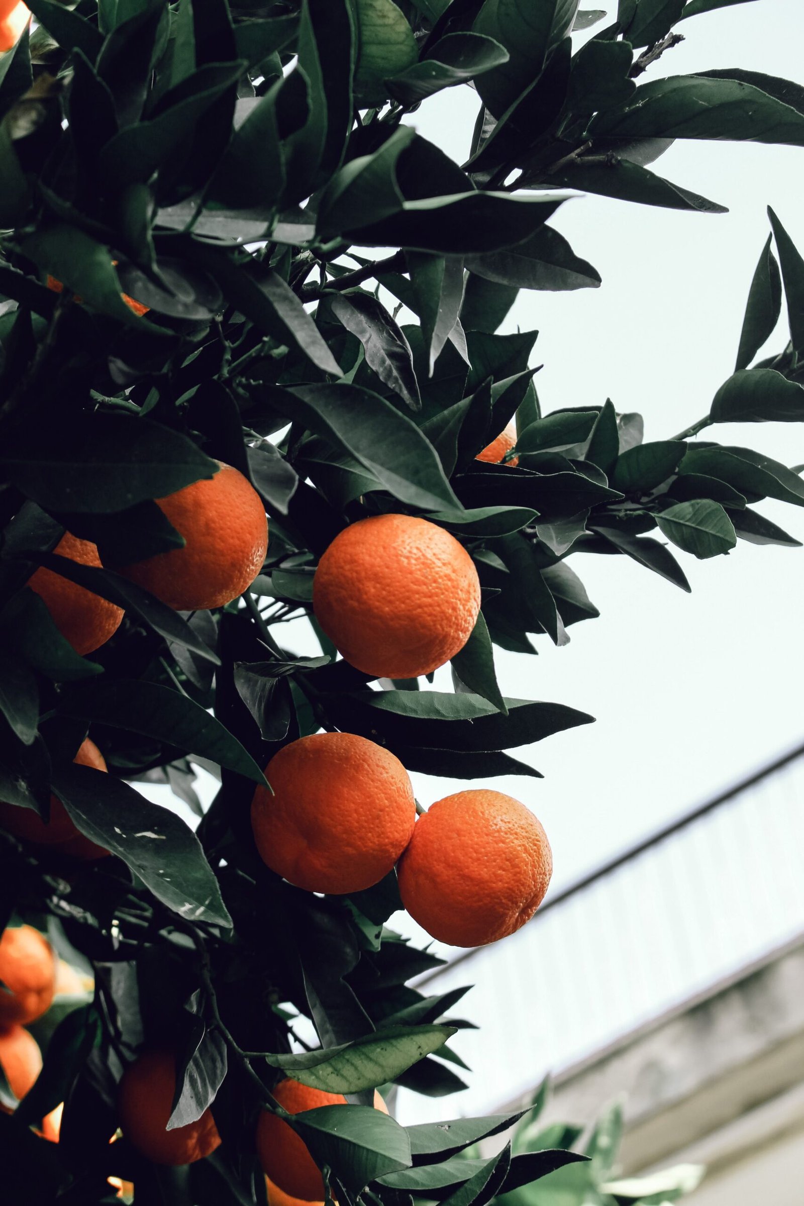KARIKAR Nagpur Orange Grafted Live Fruit Plant – Healthy Orange Tree Plant for Home Garden - Image 2