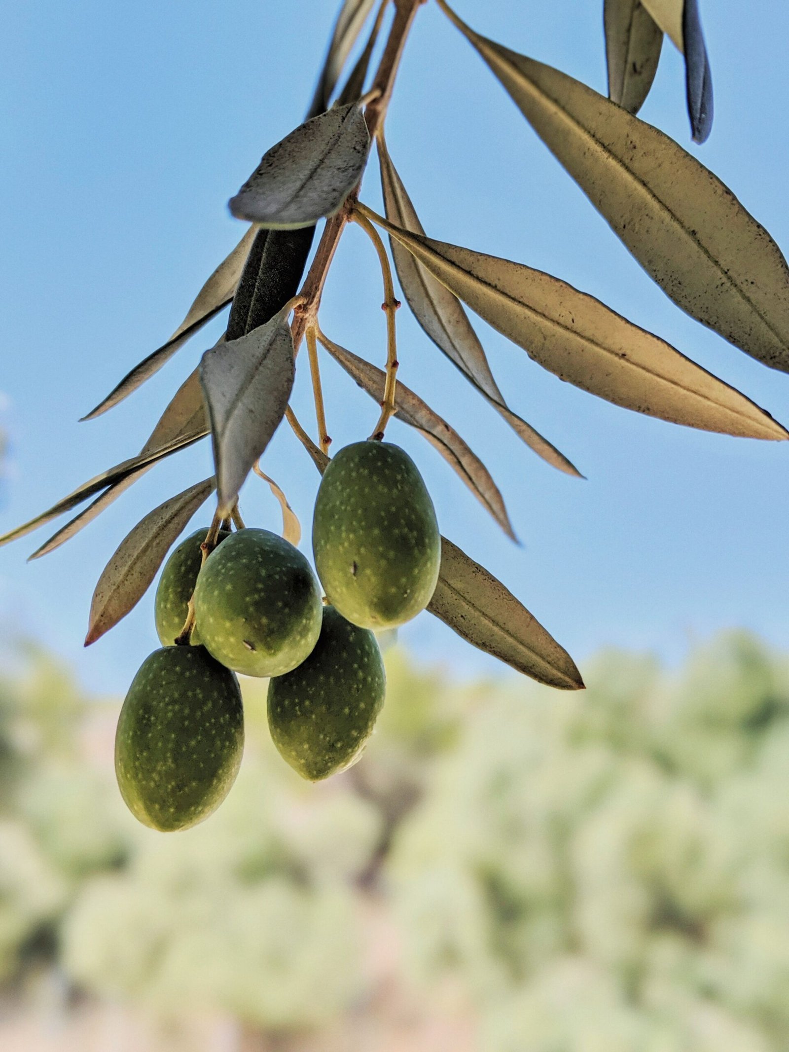 KARIKAR Indian Olive(Jolpai) Grafted Live Plant, Healthy Olive Plant for Home Garden - Image 2