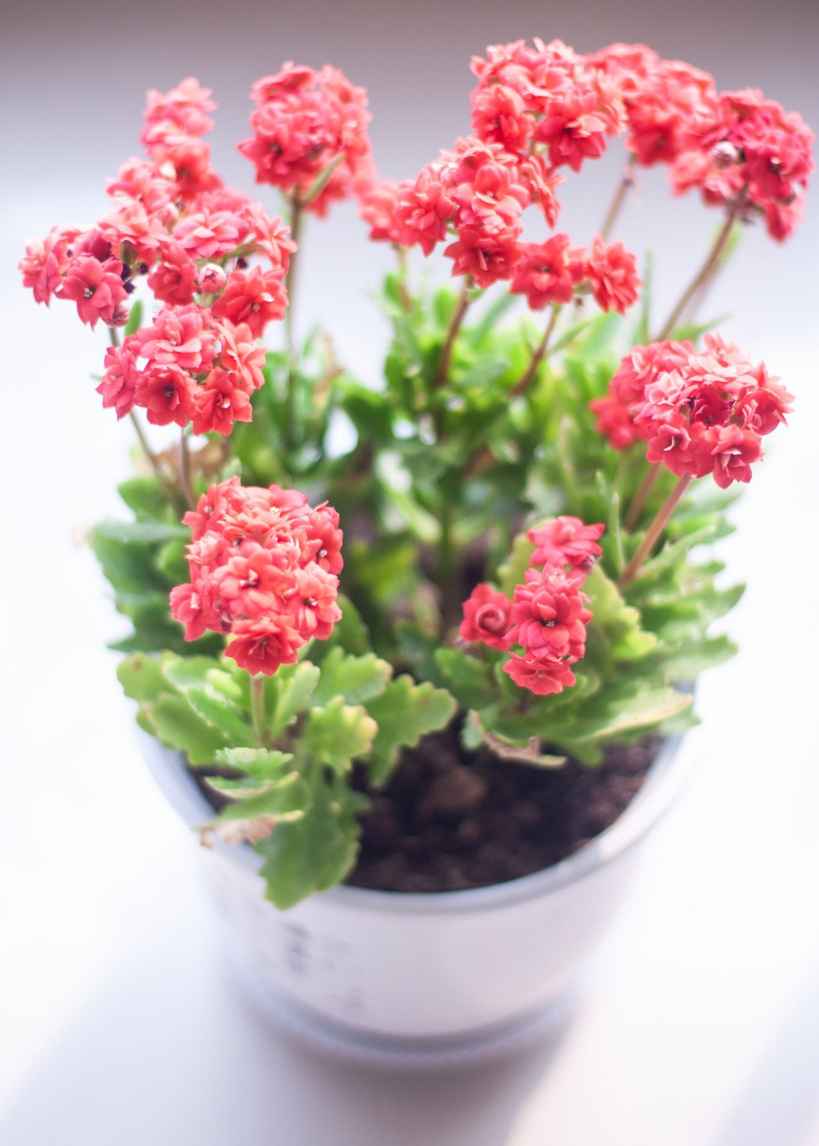 KARIKAR Red Kalanchoe Grafted Live Succulent Plant for Home Indoor, Balcony, Garden and Office Décor - Image 2