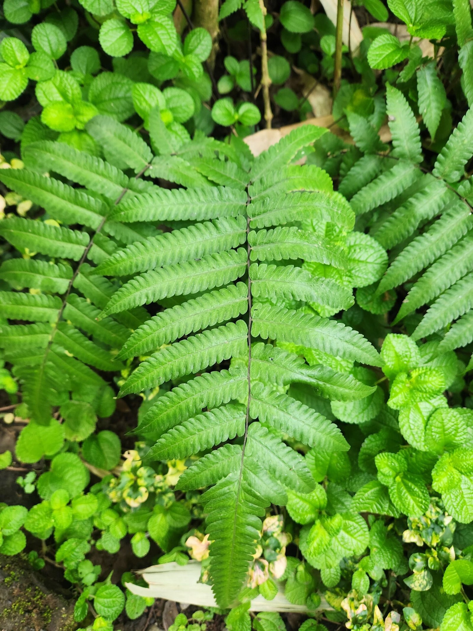 KARIKAR Silver Lady Grafted Live Fern Plant for Home Garden, Balcony, Terrace & Indoor Decoration - Image 3