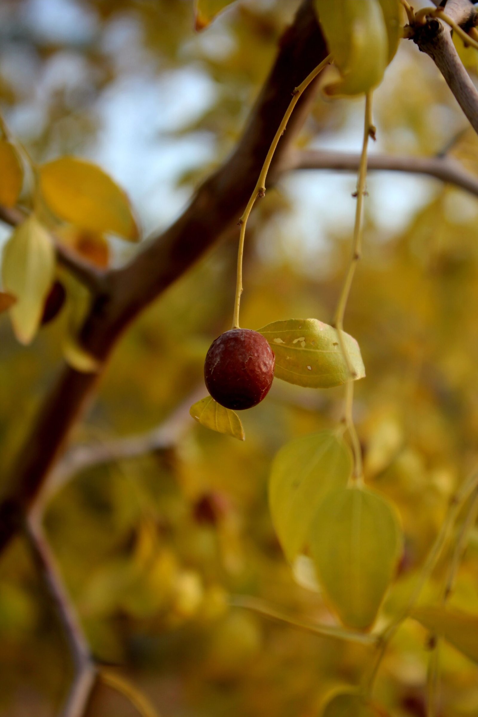 KARIKAR Miss India Apple Jujube Live Fruit Plant – Healthy Ber Tree Plant for Home Garden - Image 3