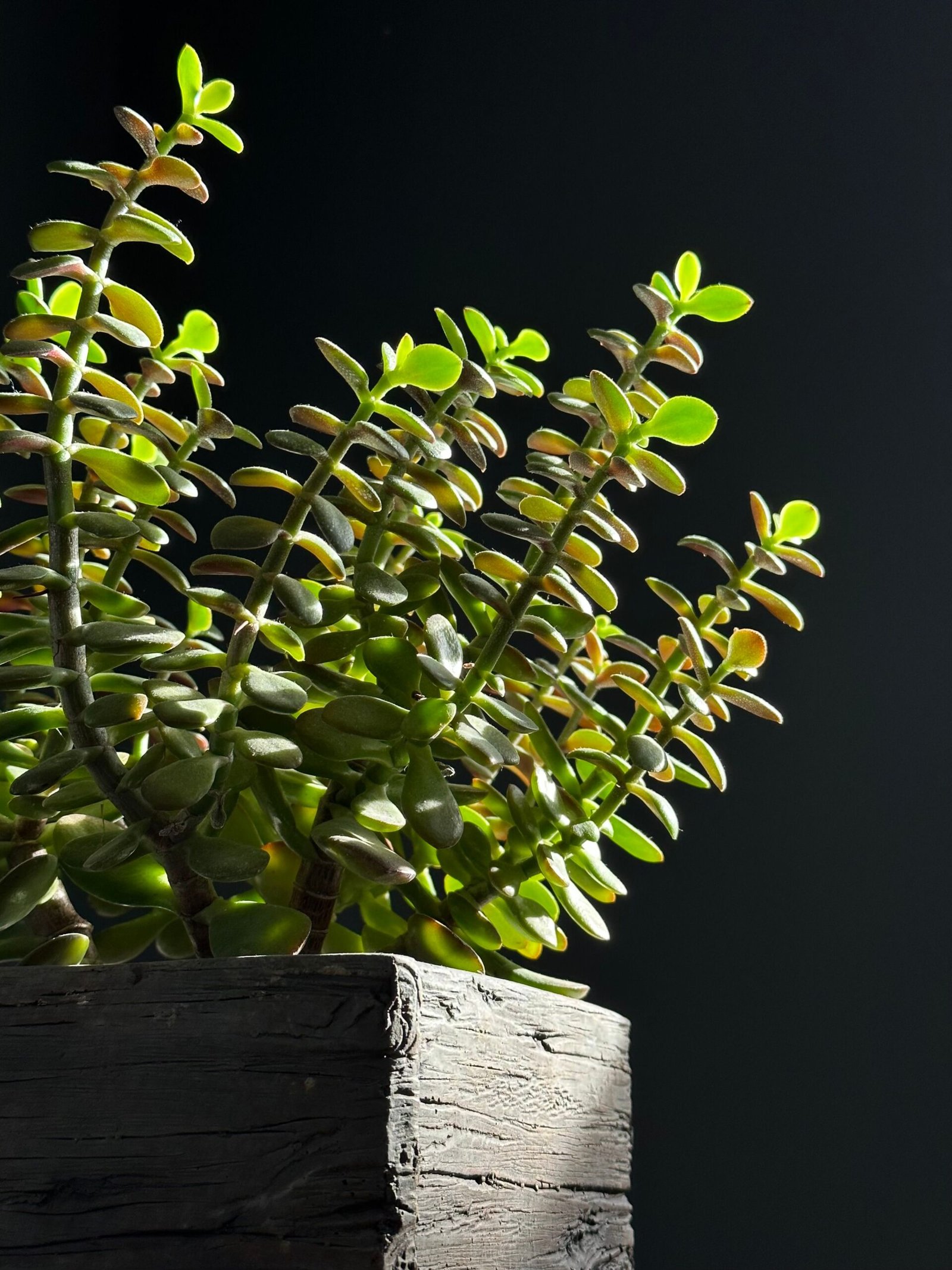 KARIKAR Jade Plant / Crassula Ovata Grafted Live Succulent Plant for Home Indoor, Office, Balcony and Garden Décor - Image 3