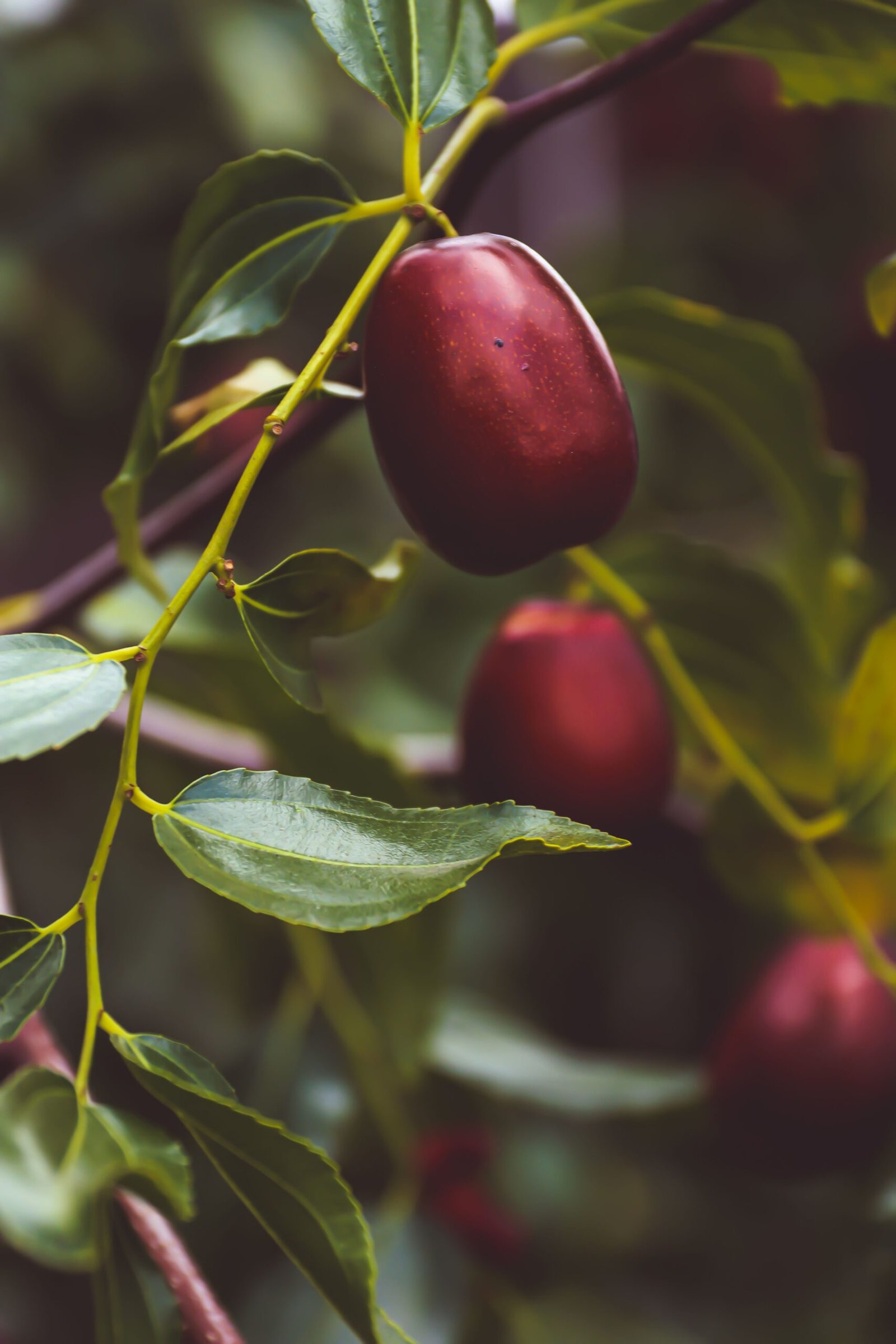 KARIKAR Miss India Apple Jujube Live Fruit Plant – Healthy Ber Tree Plant for Home Garden - Image 2