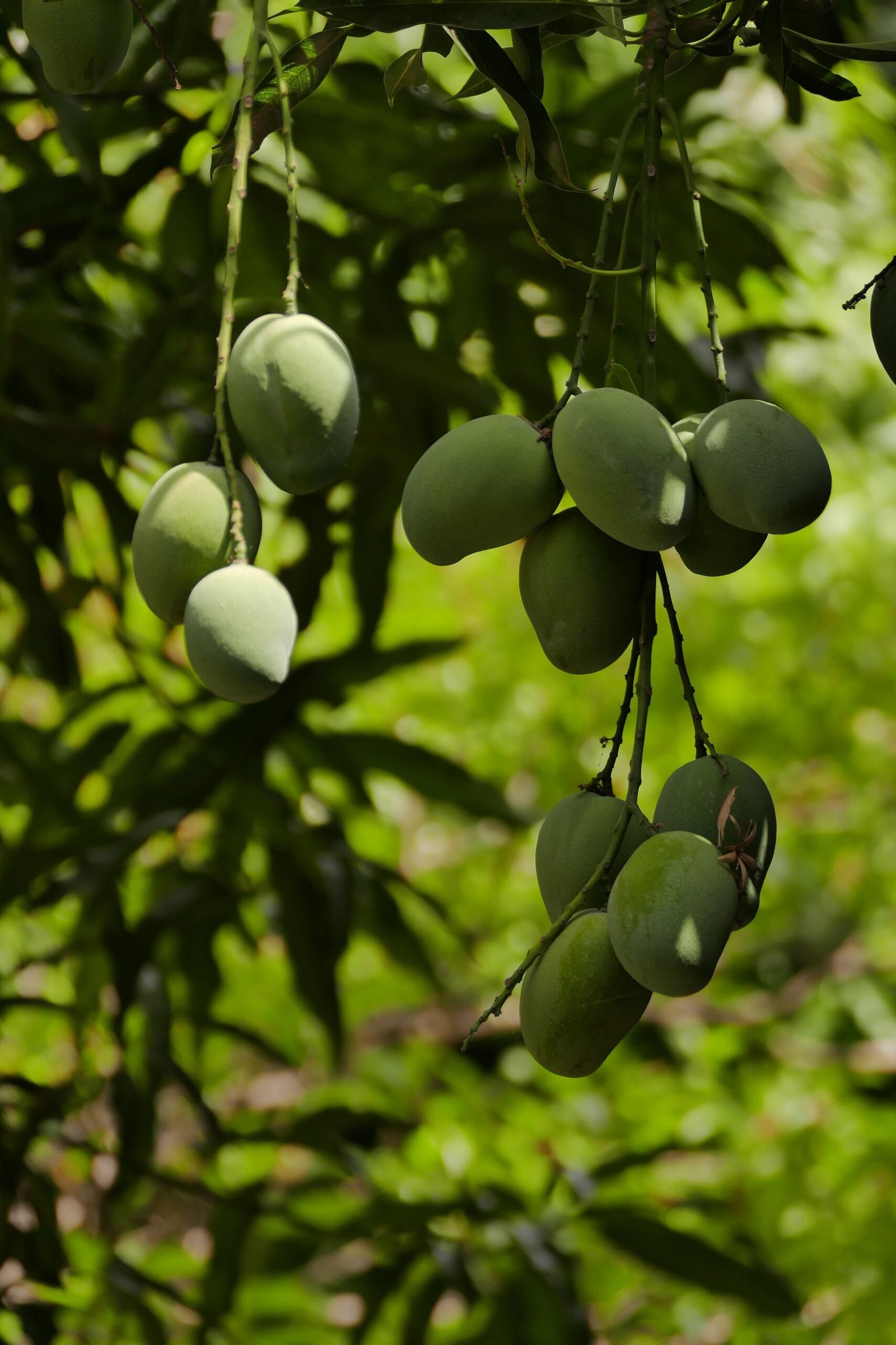KARIKAR Pusa Ambika Mango Grafted Live Fruit Plant – Healthy Mango Tree Plant for Home Garden - Image 2