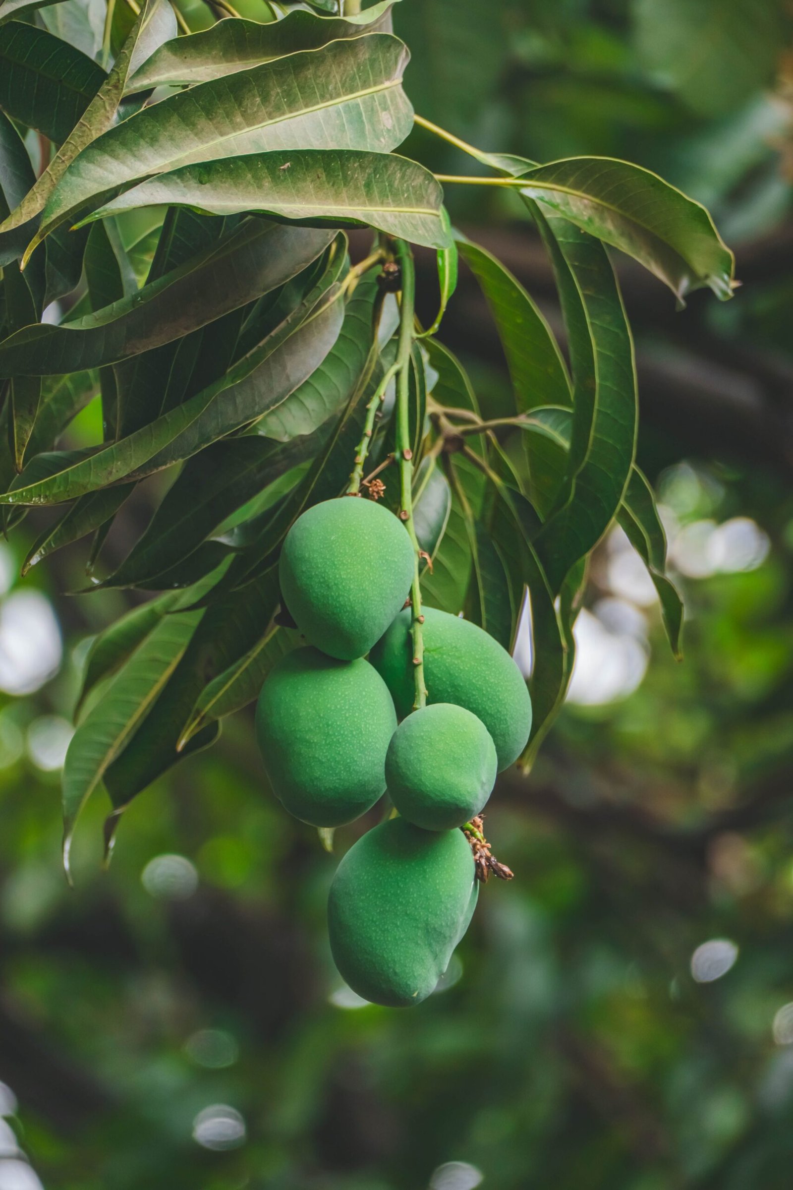 KARIKAR Green All Time/Baramasi Mango Live Fruit Plant – Healthy Mango Tree for Home Garden - Image 3